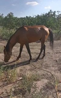 اسب