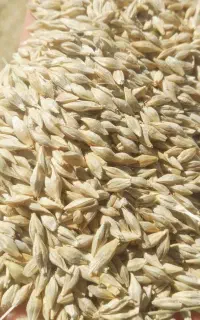 خرید جو دامی سفید(تمیز وبا کیفیت)