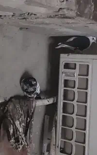 کبوتر