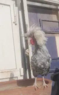 خروس لهستانی