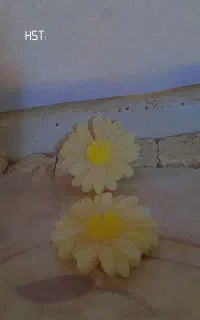 شمع های بابونه دوتا ۵۰هزار وانواع مدل