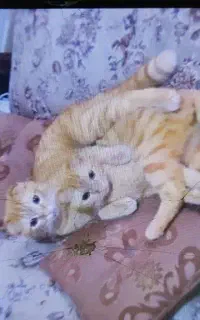 گربه پرشین نژاد دار اصیل