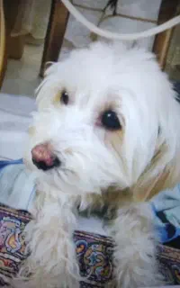 سگ گمشده