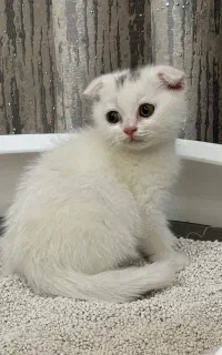 گربه اسکاتیش ۲ ماهه