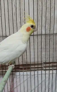 عروس هلندی مولد