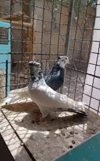40عدد بصورت یکجا