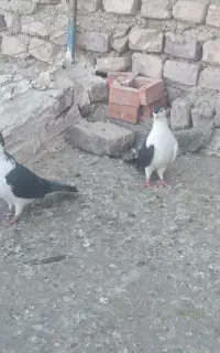 کبوتر چپ و راست