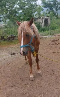 فروش اسب نر