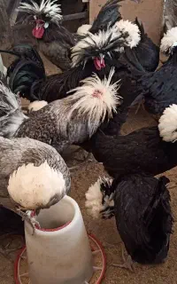 جوجه مرغ نژاد زینتی و تخمگذار