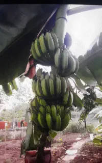 نهال موز سردسیری