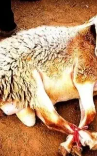 گوسفند بره نر جوان گوشتدار زنده باذبح رایگان