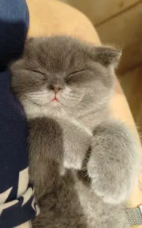 واگذاری گربه اسکاتیش بلو