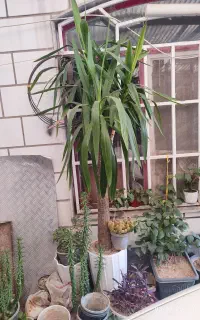 گل اپارتمانی یوکا معاوضه با طوطی برزیلی