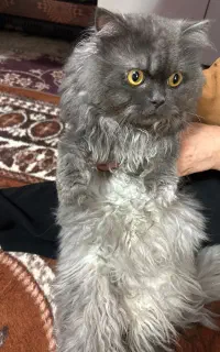 گربه پرشین