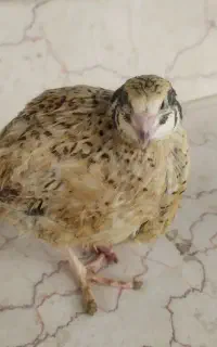 بلدرچین