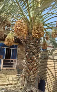 فروش نخل برحی با بار