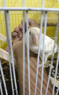 کوتوله