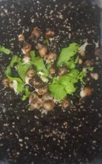 جوجه حلزون آچاتینا