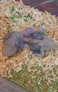 جوجه شاه طوطی سرلاکی