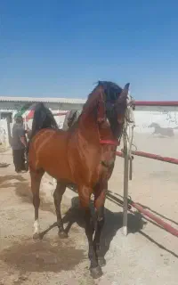 اسب عرب