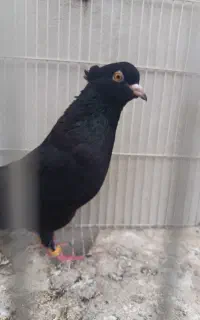کبوتر غریب