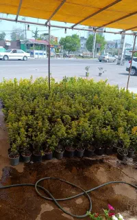شمشاد طلایی