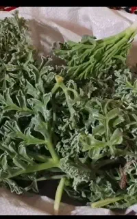 انغوزه یا هنگ