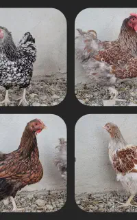 ۴ عدد مرغ تک ویاندوت تخم گذار
