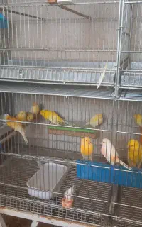 فروش قناری درجه ۱