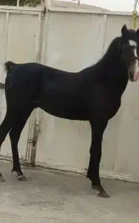 اسب 18 ماهه
