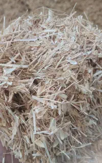 کاه  گندم جو