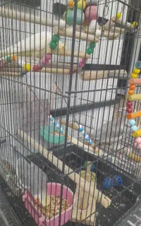 عروس هلندی