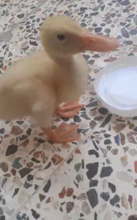 جوجه اردک