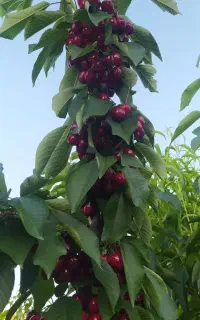 نهال گیلاس ارقام زودرس و تکدانه لاپینز بینگ 6ماهه