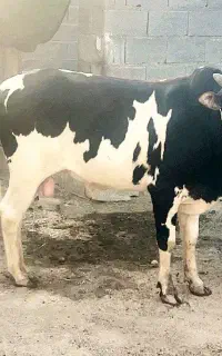 گاو نر .. دو رگ ، درشت و سرحال
