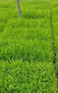 توم‌هاشمی