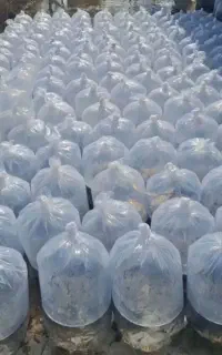 بچه ماهی  طلایی زنجان