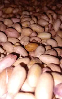 بادام زمینی