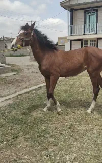 خرید فروش اسب پالانی