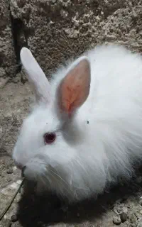 خرگوش دستی رام با مزه