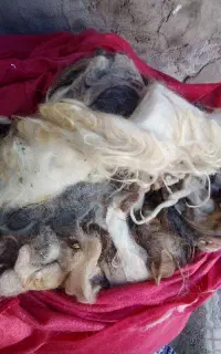 پشم گوسفند