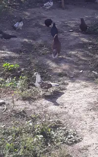کفتر فوری فروشی