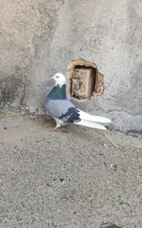 کبوتر کفتر شازده سبز رفته جوجه دار ه