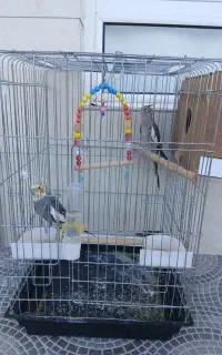 جفت عروس هلندی