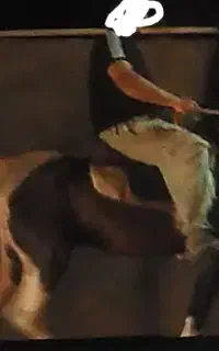 اسب