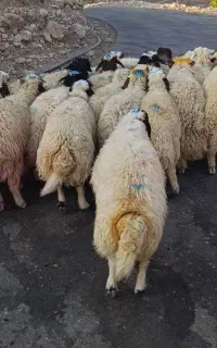 ۲۴ راس بره درجه یک