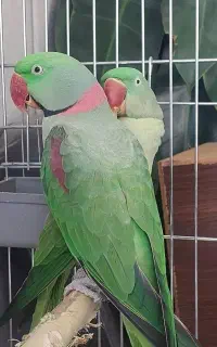شاه طوطی نر بالغ . از نژاد اسکندر