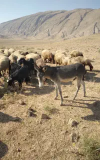 الاغ‌نر