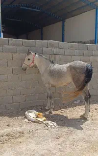 اسب مادیان
