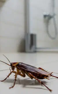 سمپاشی حشرات ساختمانی با مجوز معاونت بهداشت